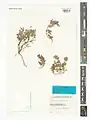 Scutellaria platystegia • بشقابی قرهباغی