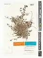 Scutellaria platystegia • بشقابی قرهباغی