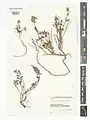 Scutellaria platystegia • بشقابی قرهباغی