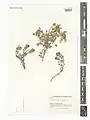 Scutellaria platystegia • بشقابی قرهباغی