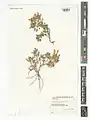 Scutellaria platystegia • بشقابی قرهباغی