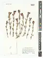 Scutellaria persica • بشقابی ایرانی