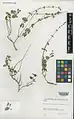 Scutellaria nepetifolia • بشقابی الوندی