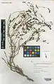 Scutellaria nepetifolia • بشقابی الوندی