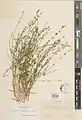 Scutellaria nepetifolia • بشقابی الوندی