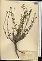 Scutellaria litwinowii • بشقابی ترکمنستانی