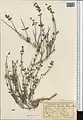 Scutellaria litwinowii • بشقابی ترکمنستانی