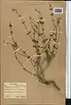 Scutellaria litwinowii • بشقابی ترکمنستانی