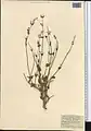 Scutellaria litwinowii • بشقابی ترکمنستانی
