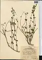 Scutellaria litwinowii • بشقابی ترکمنستانی
