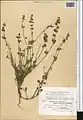 Scutellaria litwinowii • بشقابی ترکمنستانی
