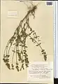 Scutellaria litwinowii • بشقابی ترکمنستانی