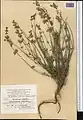 Scutellaria litwinowii • بشقابی ترکمنستانی