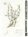 Scutellaria litwinowii • بشقابی ترکمنستانی