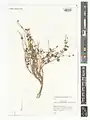 Scutellaria litwinowii • بشقابی ترکمنستانی