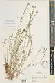 Scutellaria farsistanica • بشقابی فارسی