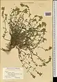 Scutellaria araxensis • بشقابی ارسی