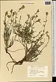 Scutellaria araxensis • بشقابی ارسی
