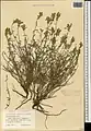 Scutellaria araxensis • بشقابی ارسی