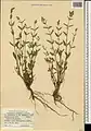 Scutellaria araxensis • بشقابی ارسی