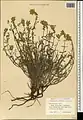Scutellaria araxensis • بشقابی ارسی