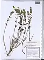Scutellaria araxensis • بشقابی ارسی