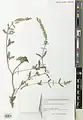 Scutellaria araxensis • بشقابی ارسی