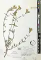 Scutellaria araxensis • بشقابی ارسی