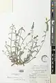 Scutellaria araxensis • بشقابی ارسی