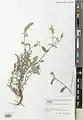 Scutellaria araxensis • بشقابی ارسی