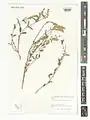 Scutellaria araxensis • بشقابی ارسی