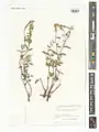 Scutellaria araxensis • بشقابی ارسی