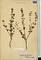 Nepeta meyeri • پونه‌سای آذری