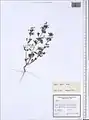 Nepeta meyeri • پونه‌سای آذری