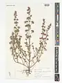 Nepeta meyeri • پونه‌سای آذری