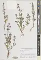 Nepeta meyeri • پونه‌سای آذری