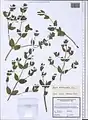 Nepeta heliotropifolia • پونهسای خوشرنگ