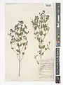 Nepeta heliotropifolia • پونهسای خوشرنگ