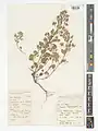Nepeta heliotropifolia • پونهسای خوشرنگ