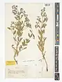 Nepeta heliotropifolia • پونهسای خوشرنگ