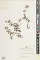 Nepeta eremokosmos • پونه‌سای تاج‌کرکی
