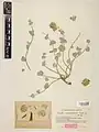Nepeta eremokosmos • پونه‌سای تاج‌کرکی