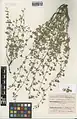 Nepeta dschuparensis • پونهسای جوپاری