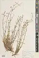 Nepeta dschuparensis • پونهسای جوپاری