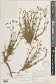 Nepeta dschuparensis • پونهسای جوپاری