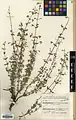 Nepeta dschuparensis • پونهسای جوپاری