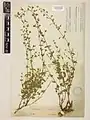 Nepeta dschuparensis • پونهسای جوپاری