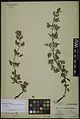 Nepeta crispa • پونه‌سای مواج