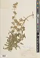 Nepeta crispa • پونه‌سای مواج