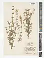 Nepeta crispa • پونه‌سای مواج